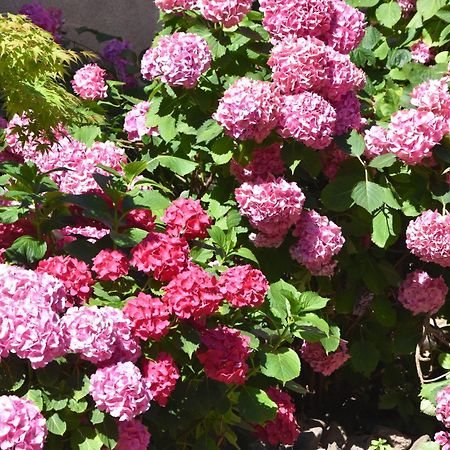 Les Hortensias Riquewihr Exterior photo
