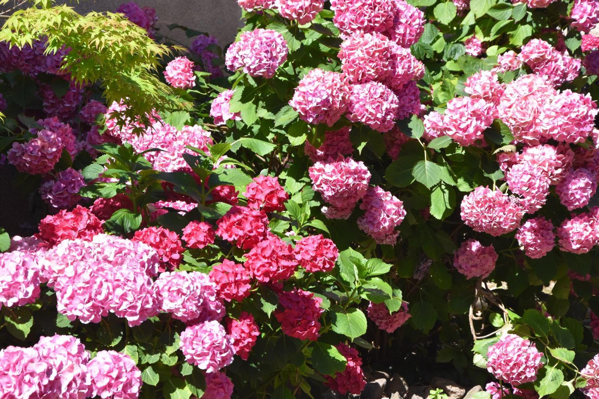 Les Hortensias Riquewihr Exterior photo